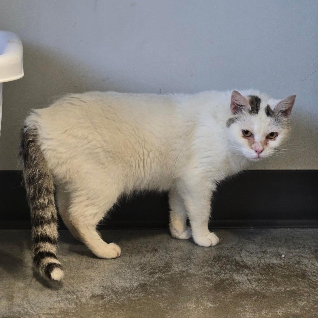 STRAY CAT "Elsa" 
