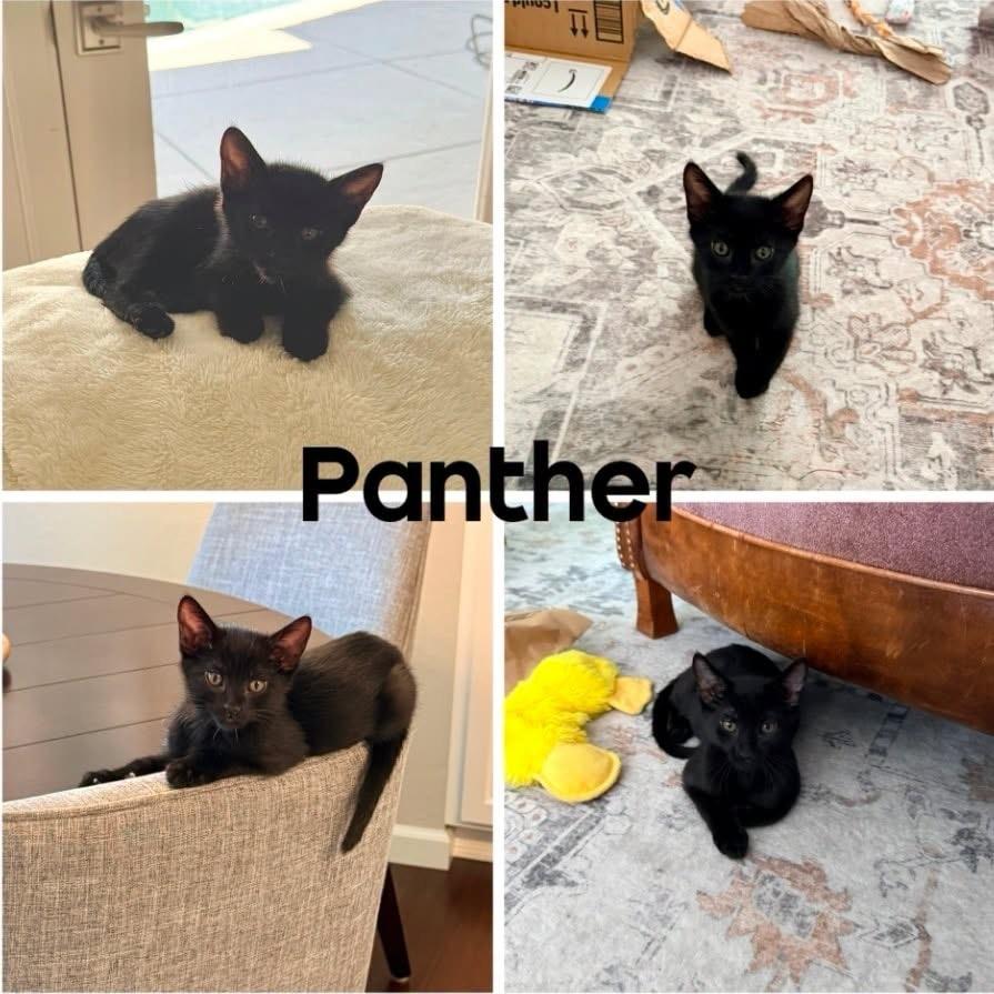 Panther