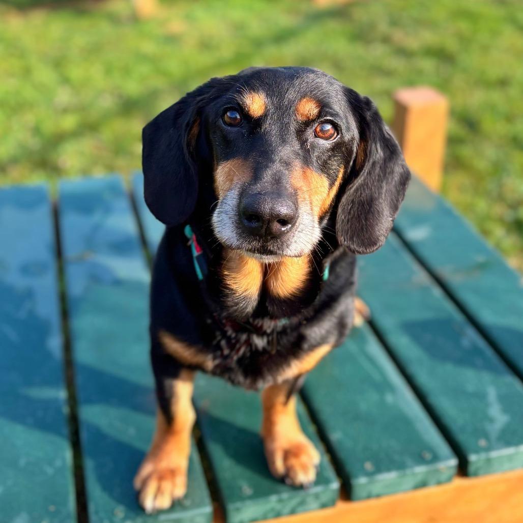 Hugo