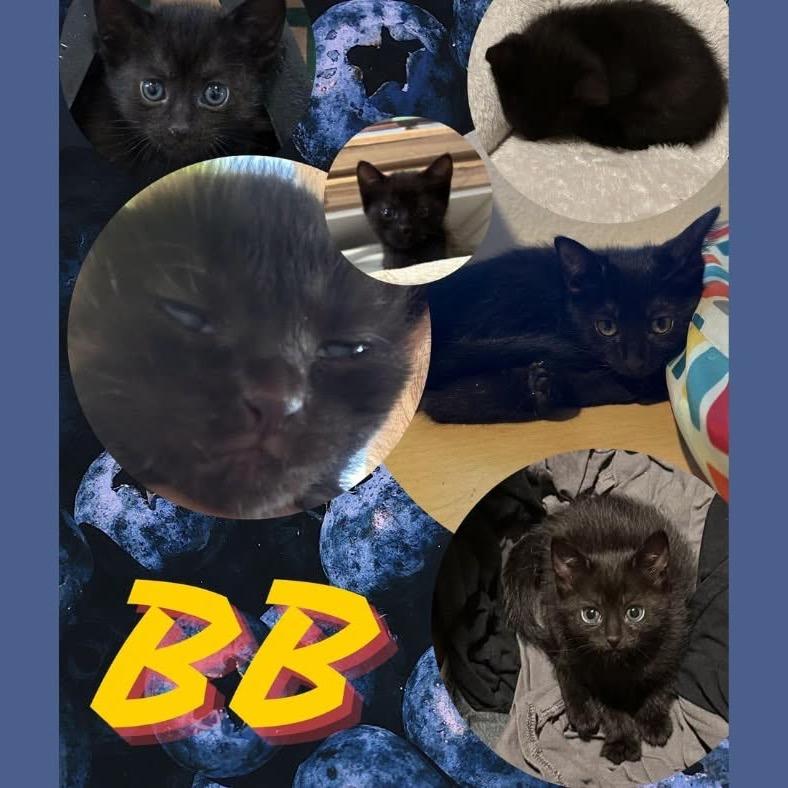 BB