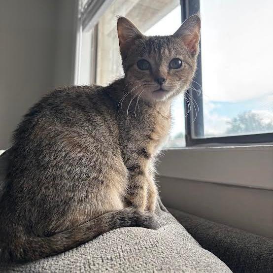 Gigi