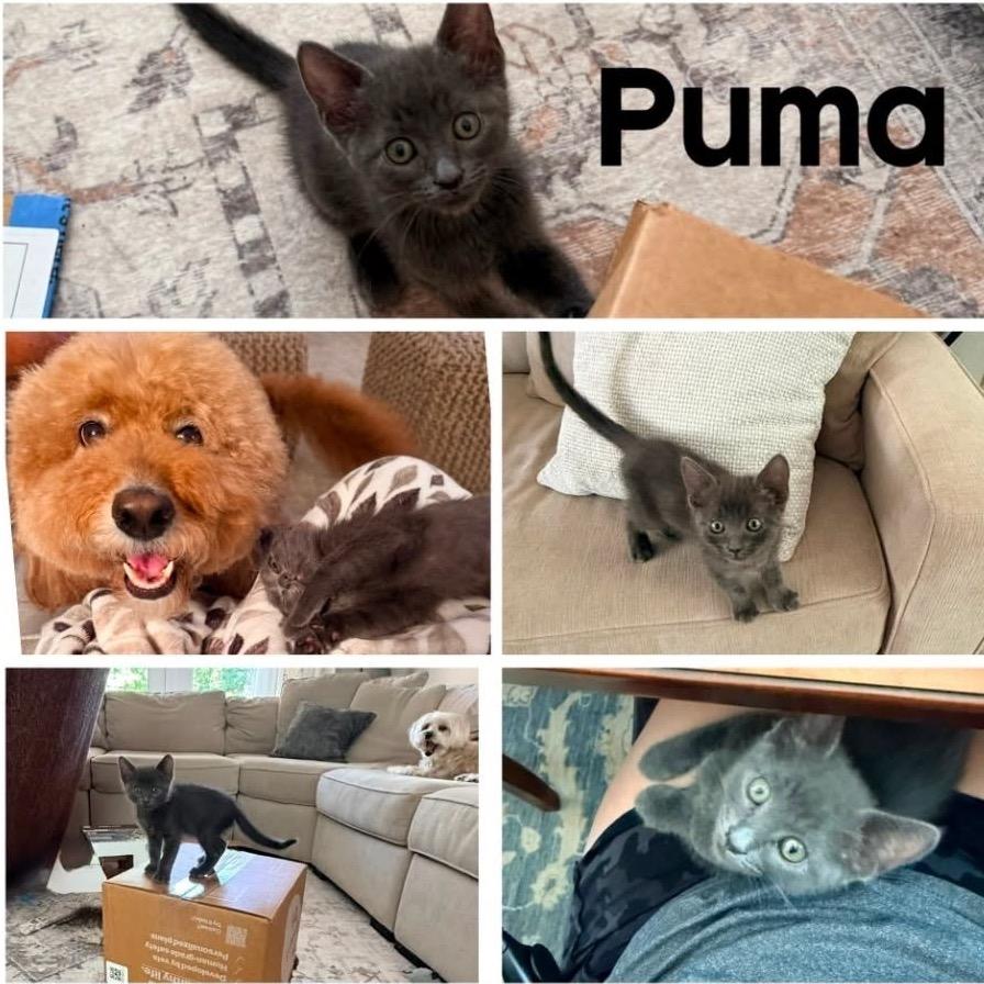 Puma