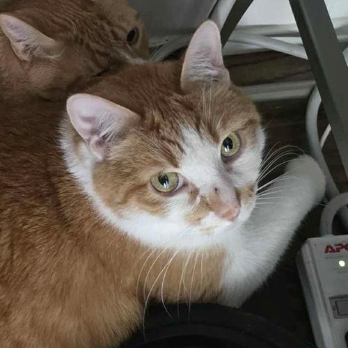 biscuit