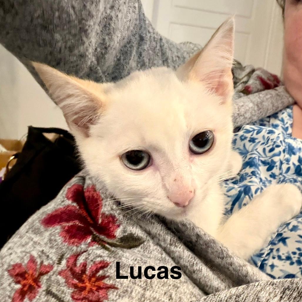 Lucas