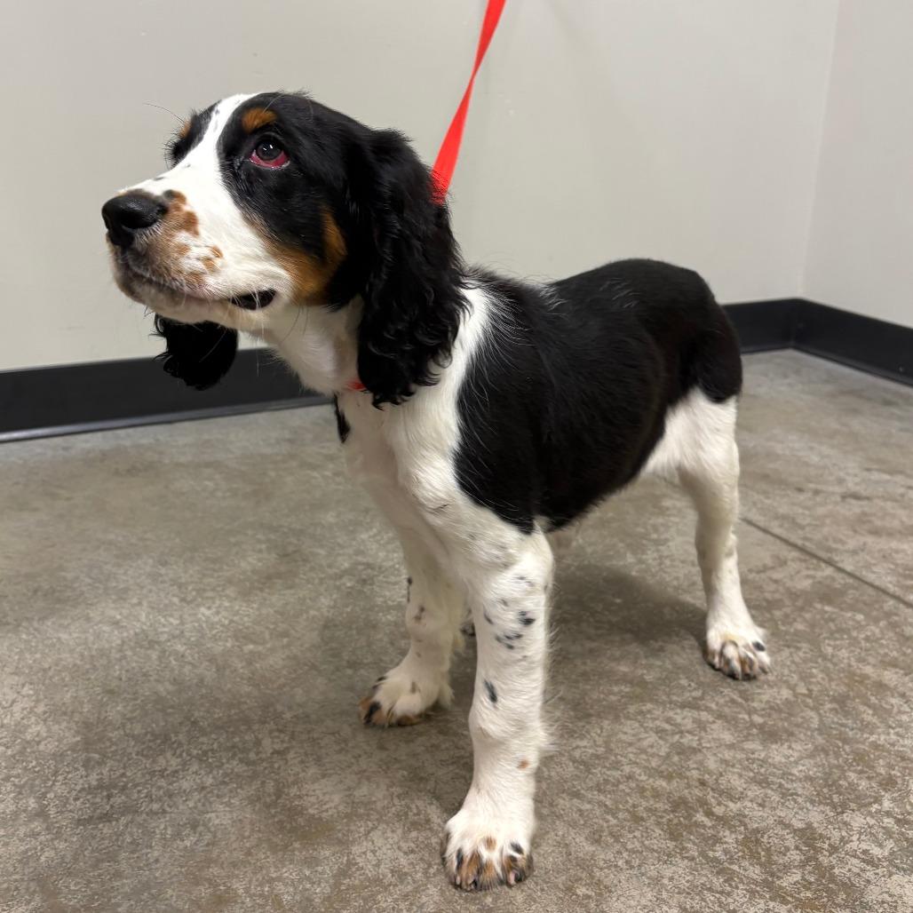STRAY PUPPY "Buddy"