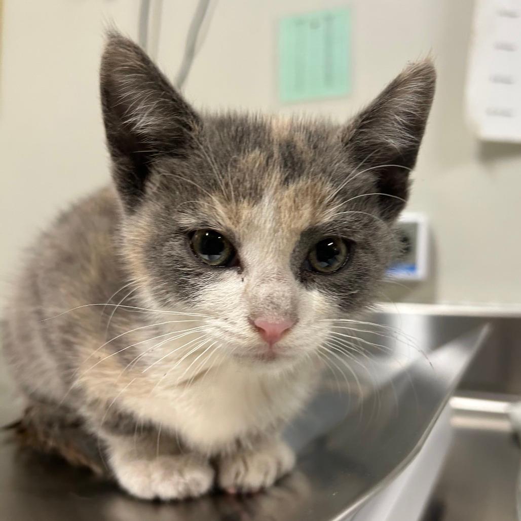 STRAY KITTEN "Misfire"