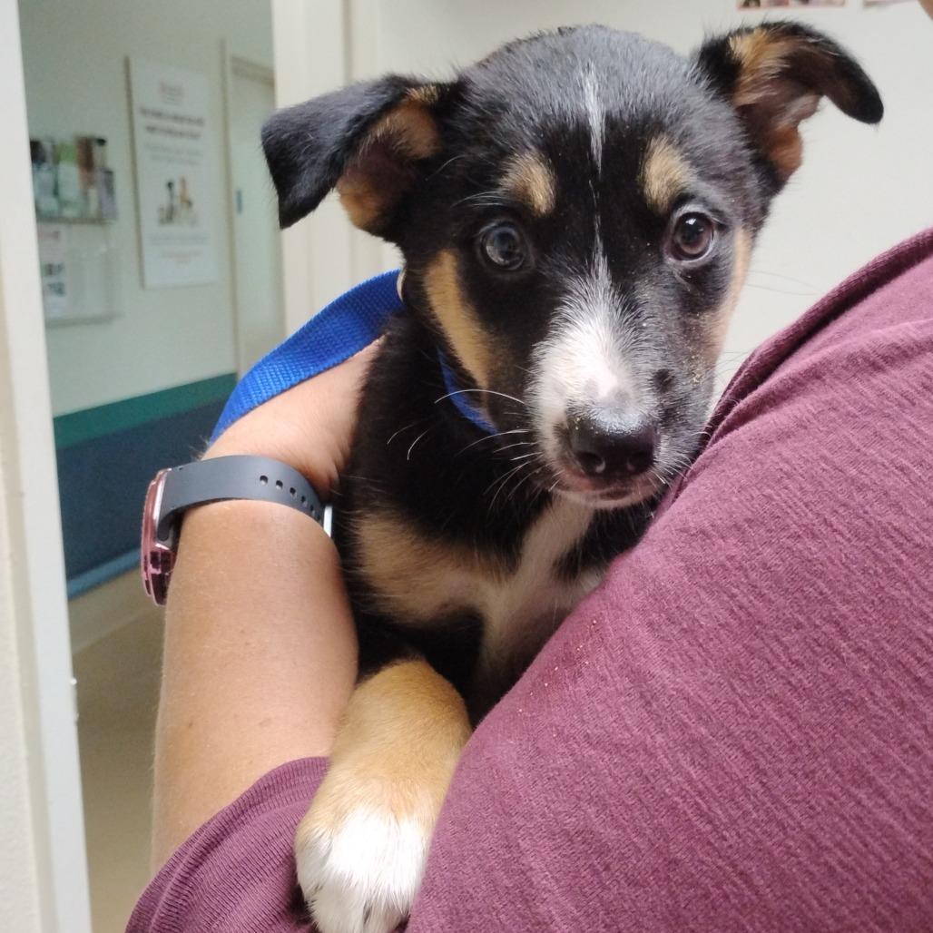 S'MORE (puppy)