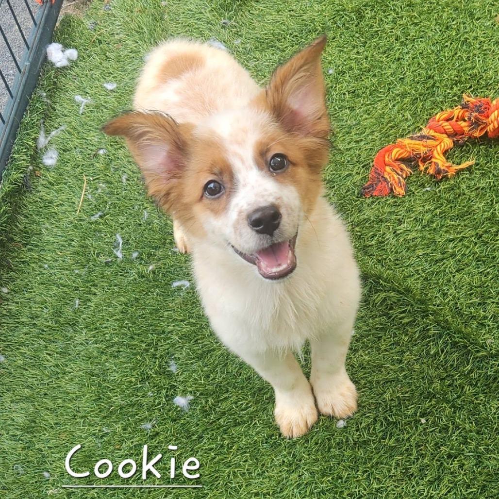 Cookie