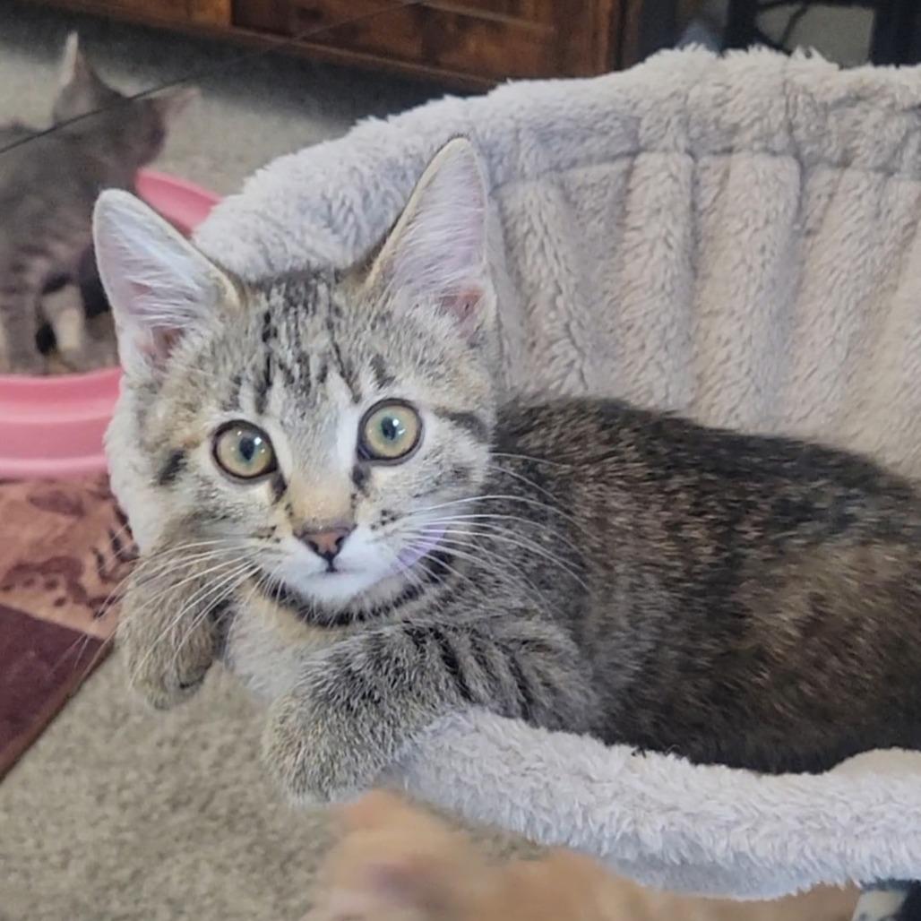 Meredith