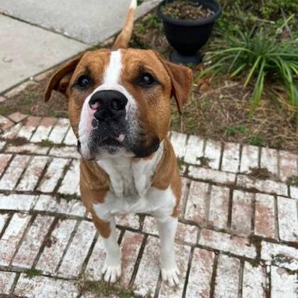 Pibble