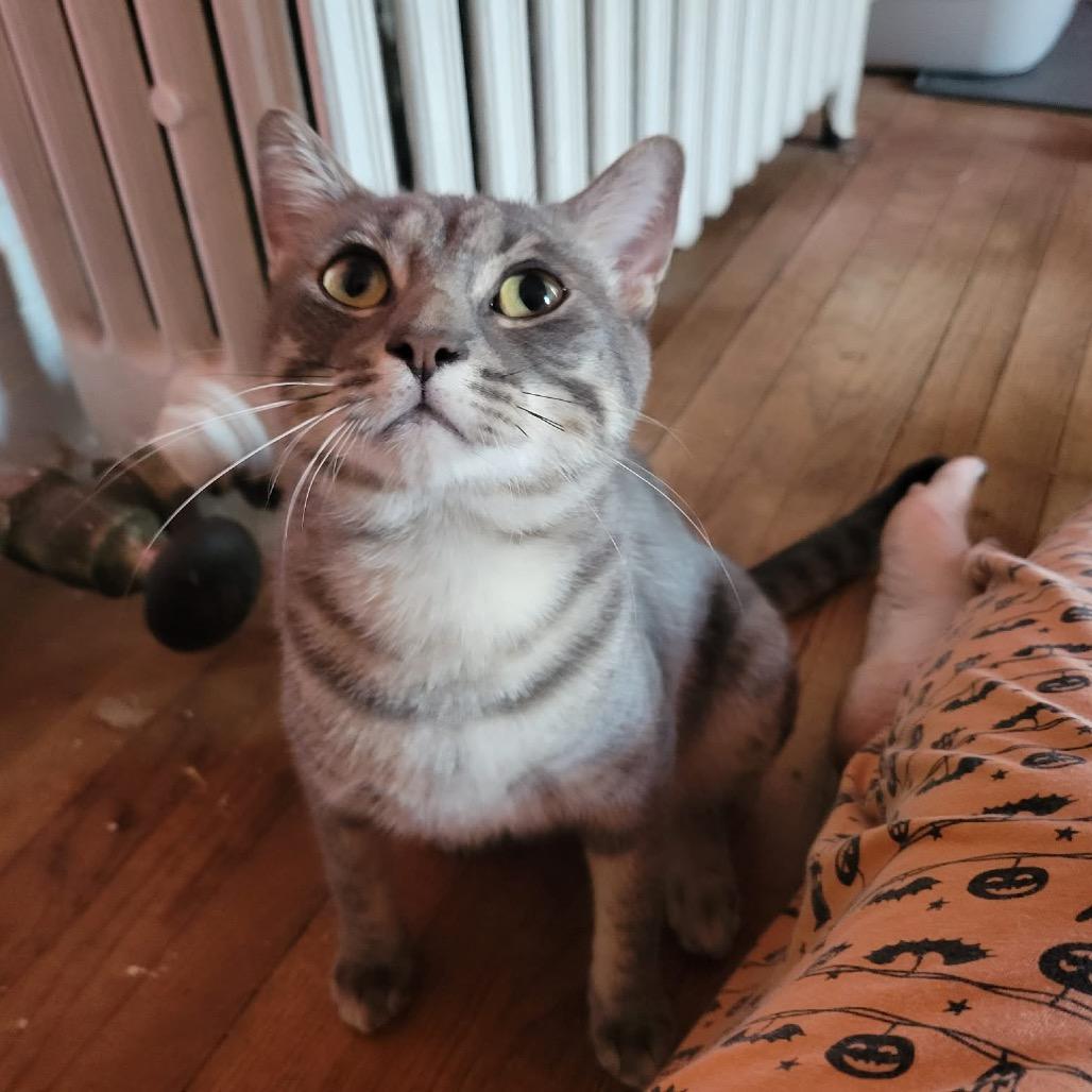 Teddy