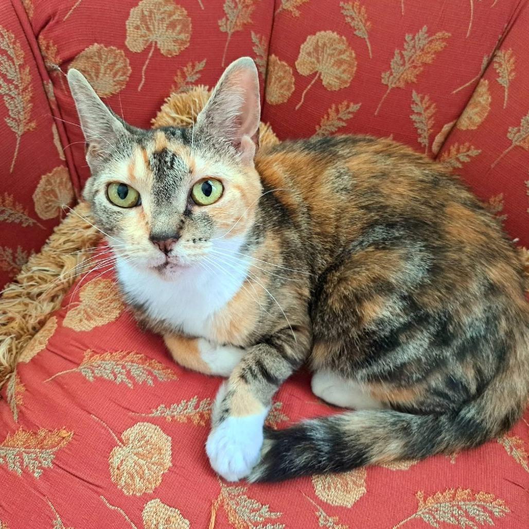 Gigi