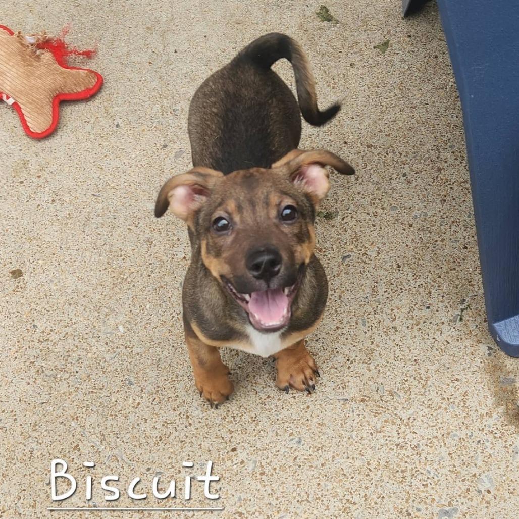 Biscuit