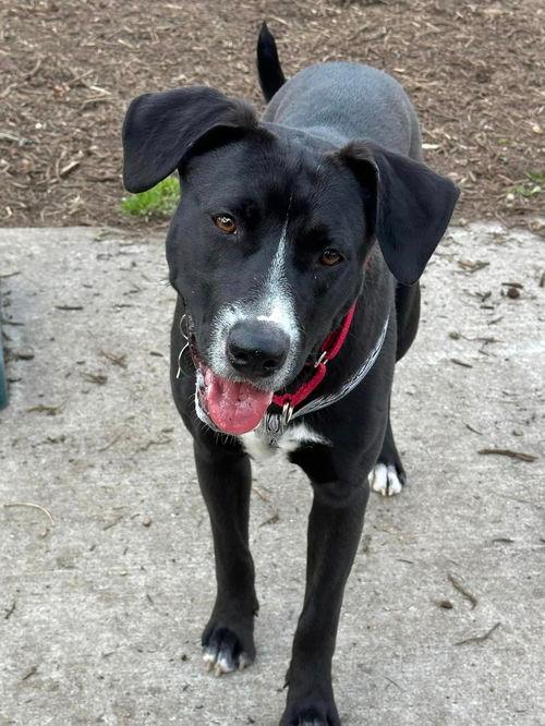 Picture of angelica - foster needed asap!