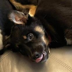 Beau