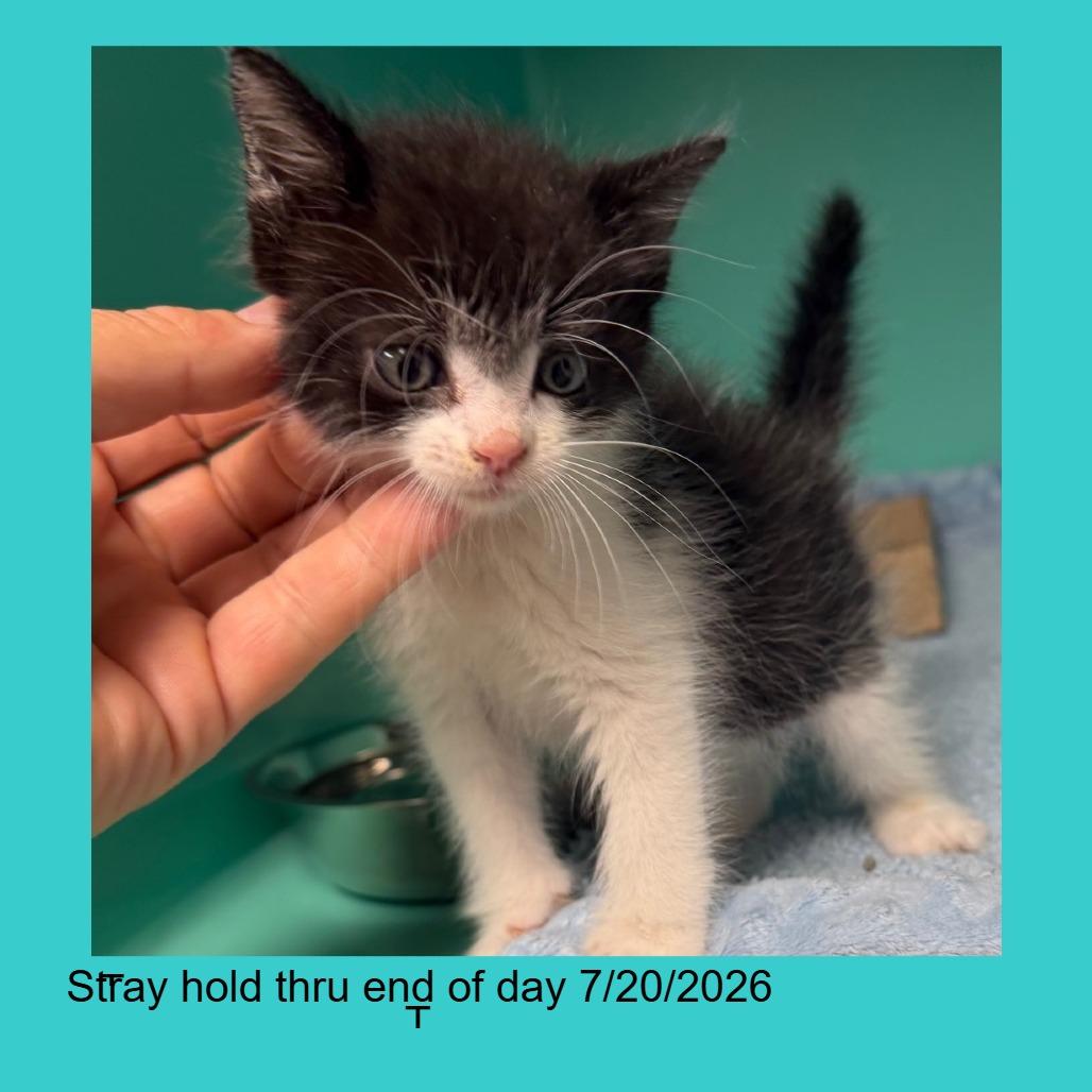 SHIA-Stray-2926