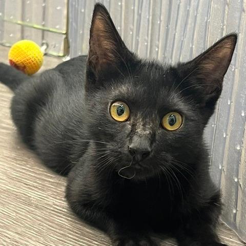 Coal