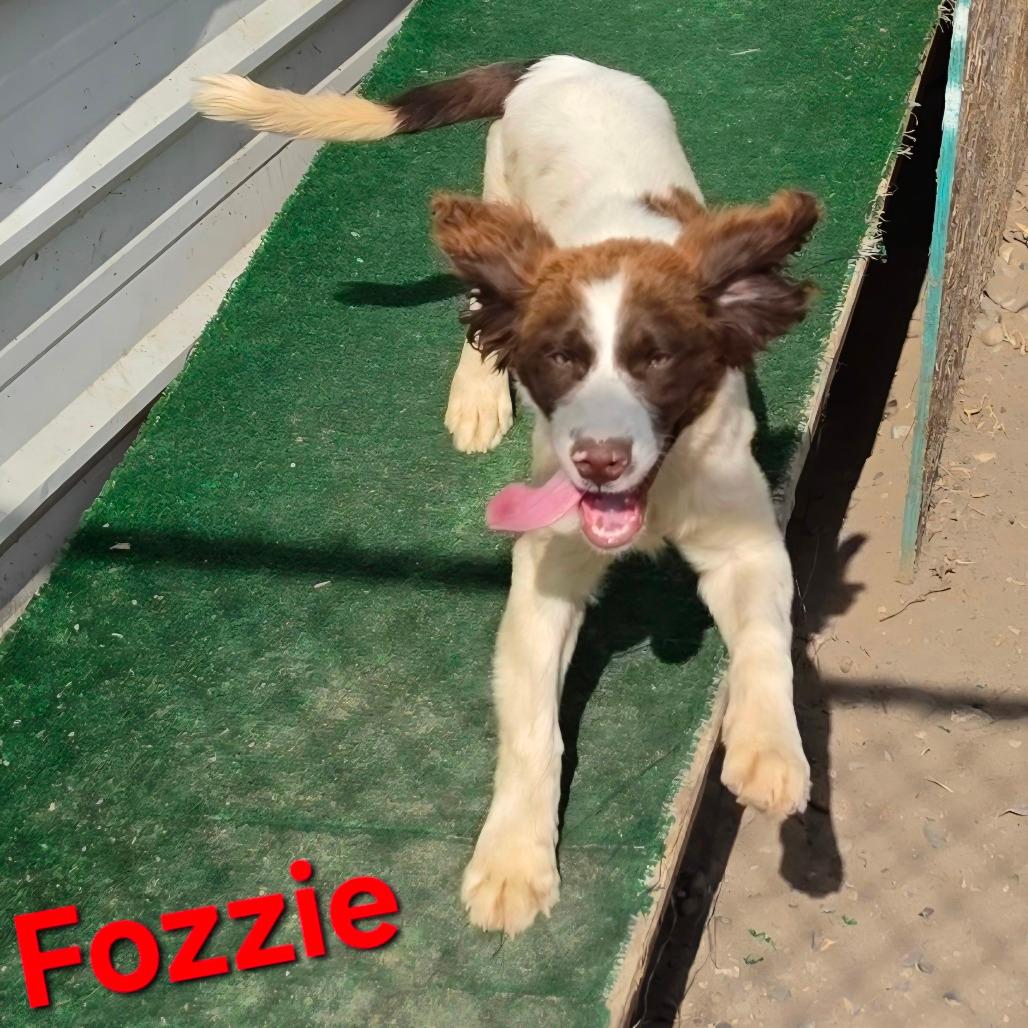 Fozzie