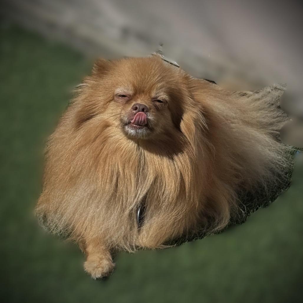 Ginger