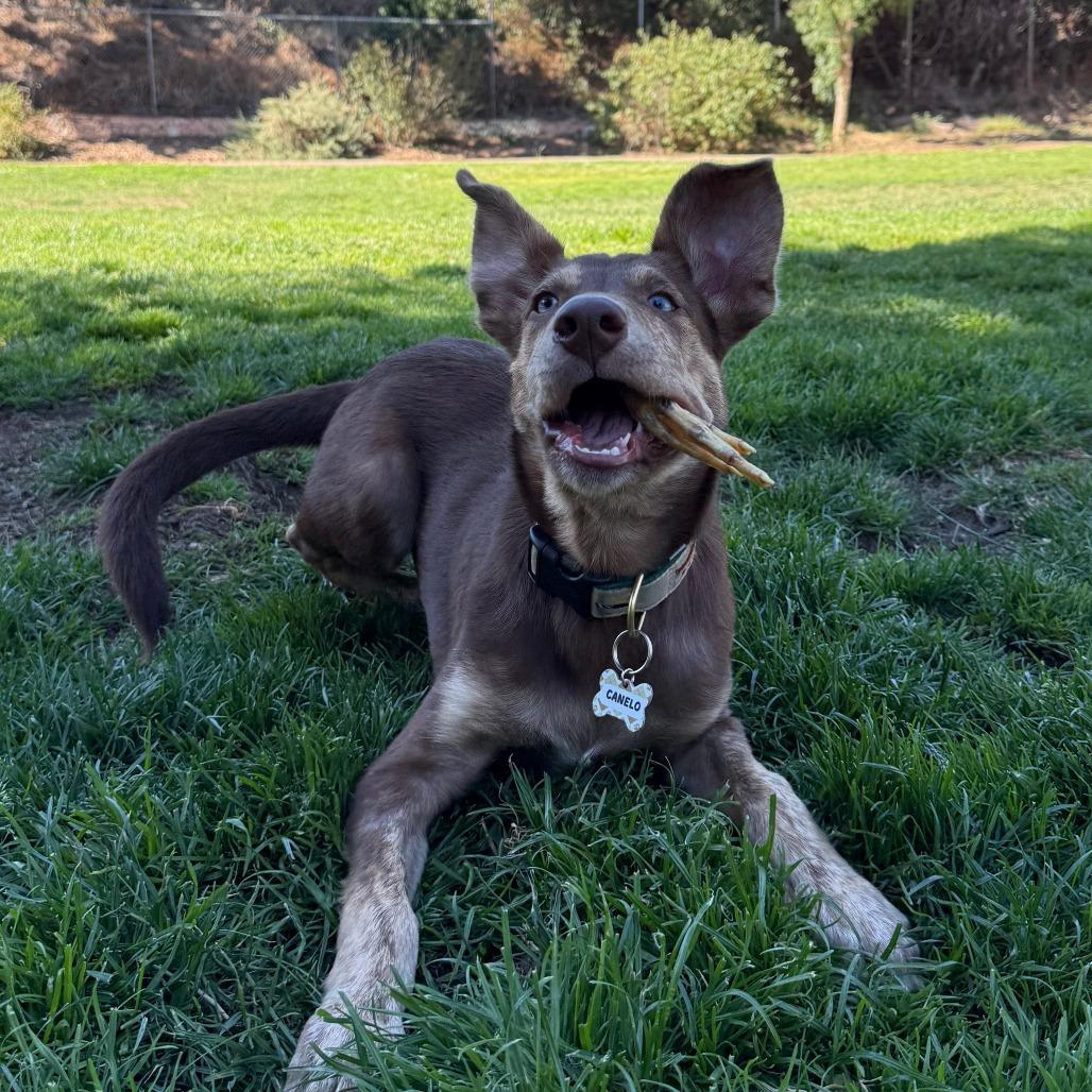 Canelo