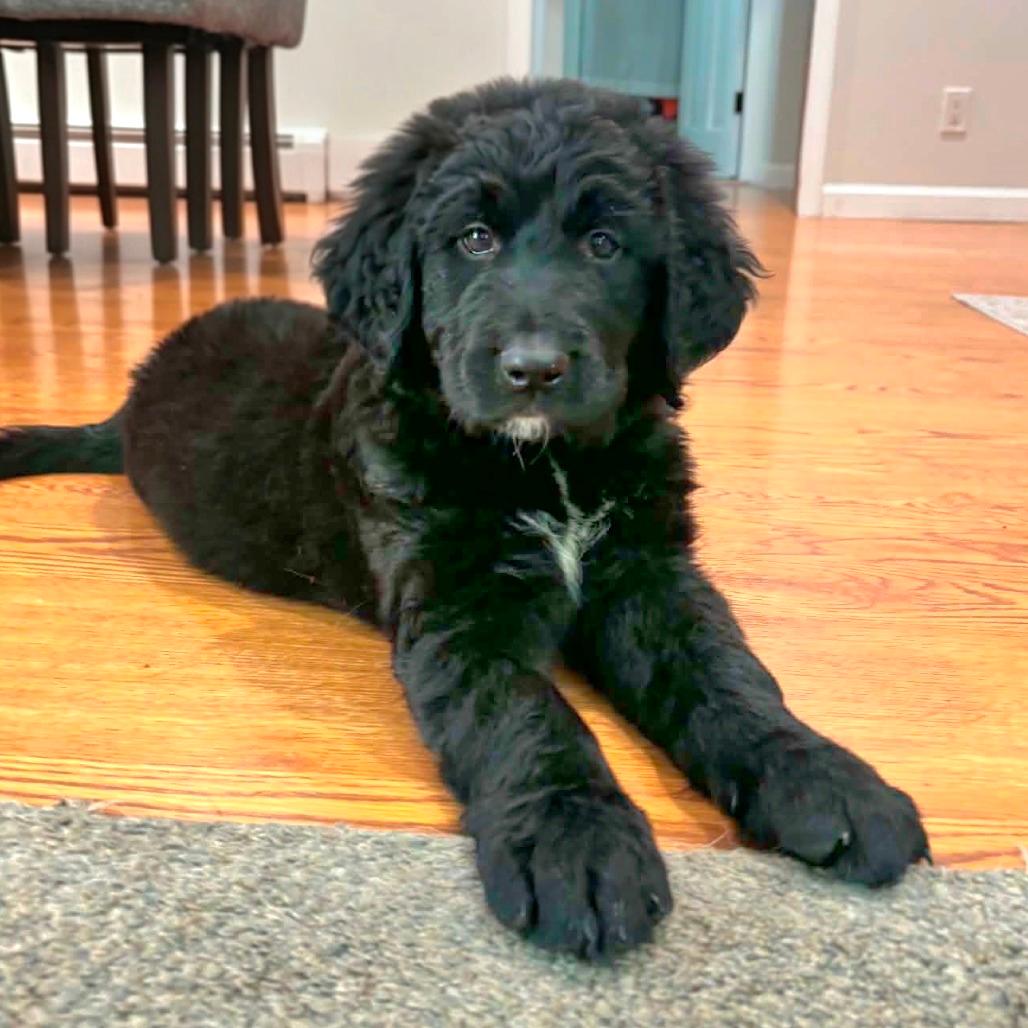 CT Grasshopper avail Jul 18 (Petco- Enfield, CT)