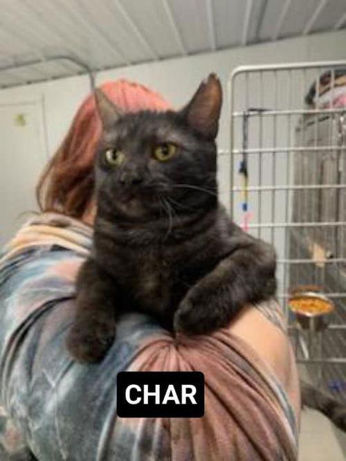 char