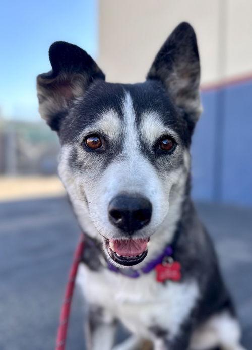 tamara - adopt me!