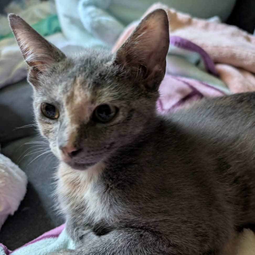 Artemis
