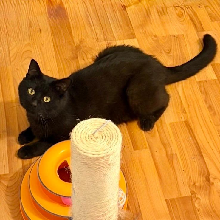 Onyx