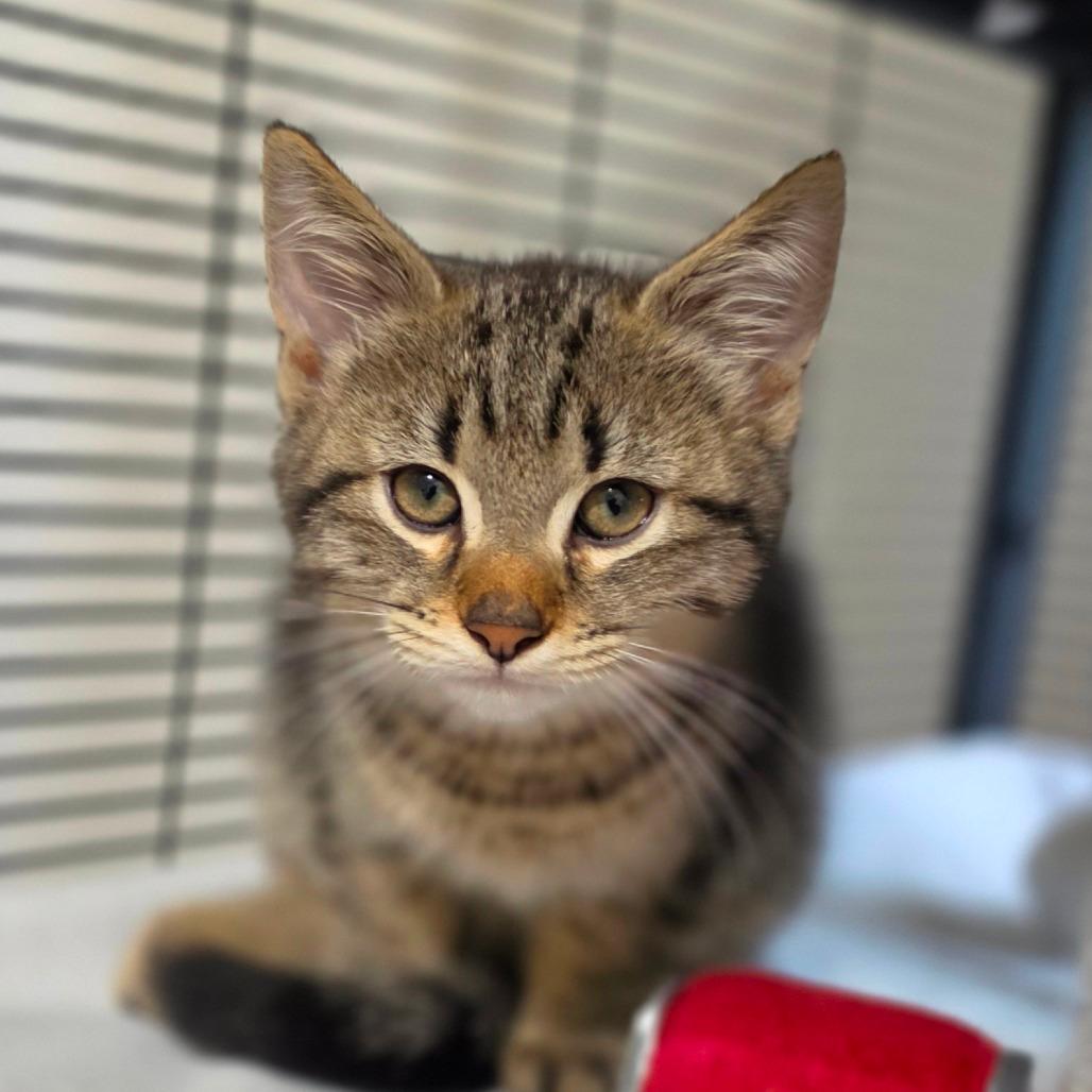 Ollie