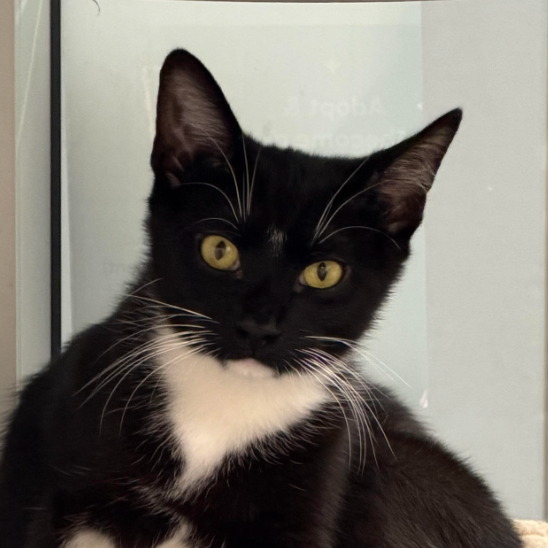 Tux