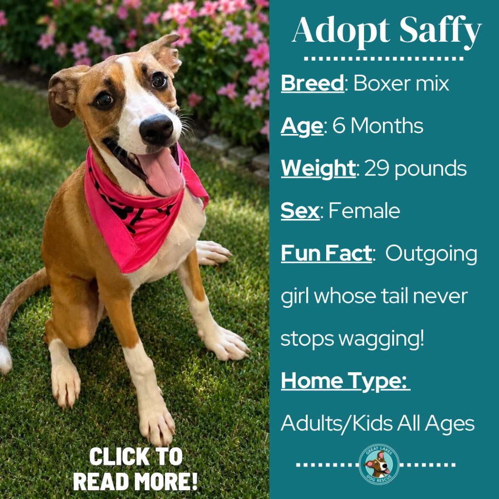 Saffy