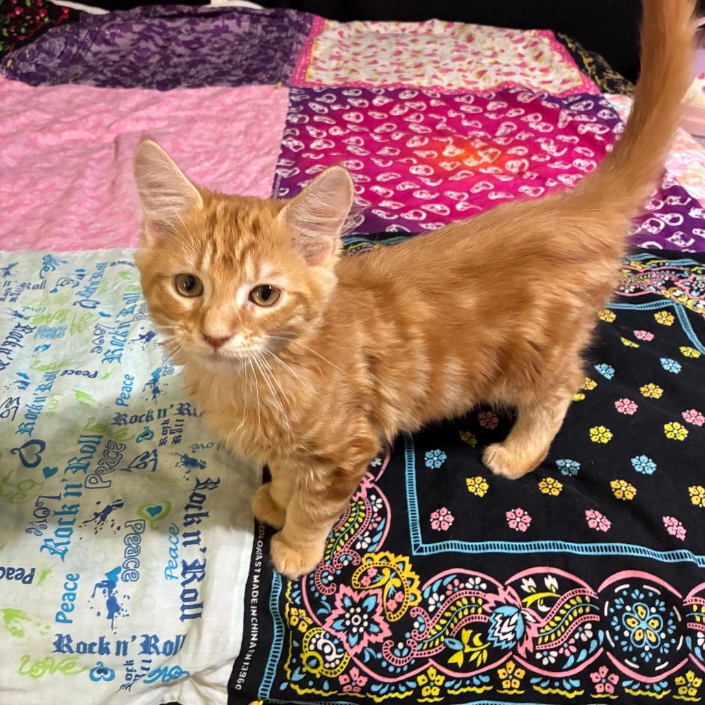 Miso