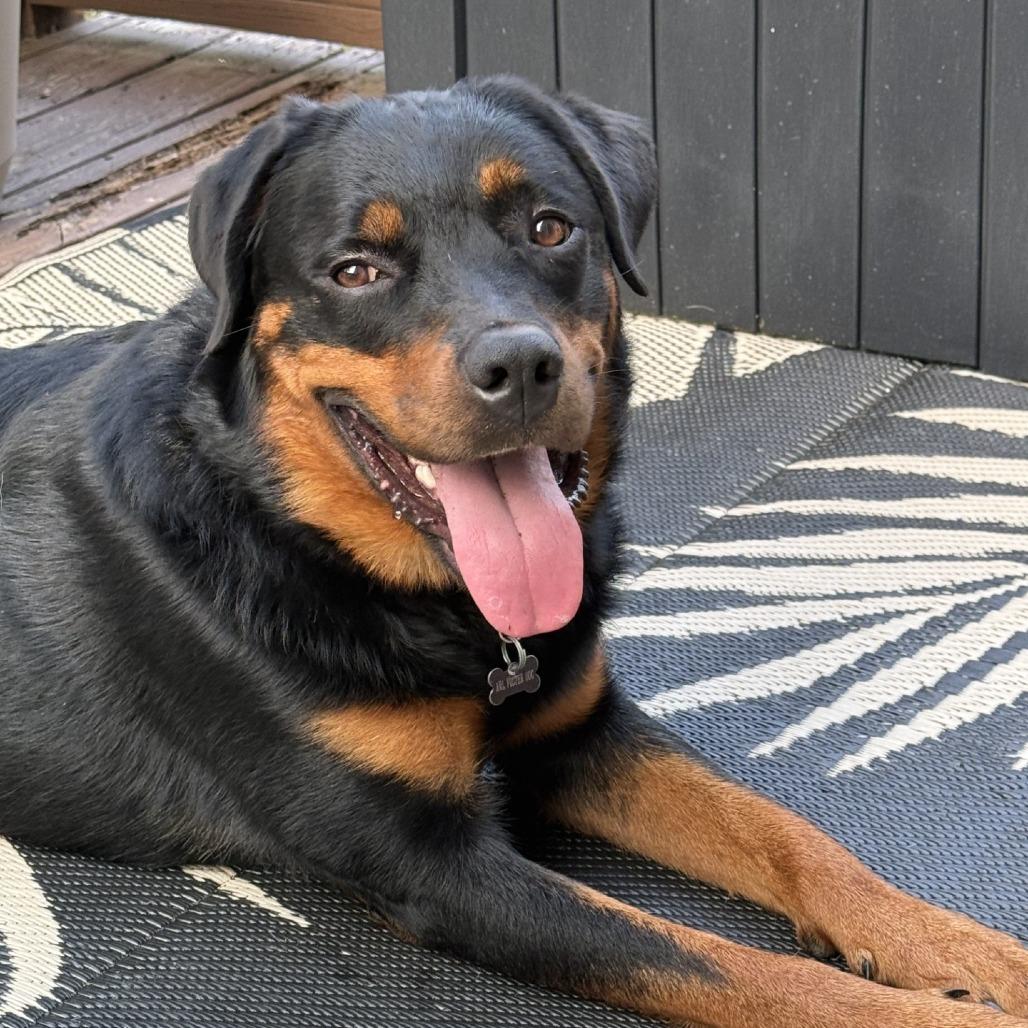 Daisy - IN FOSTER