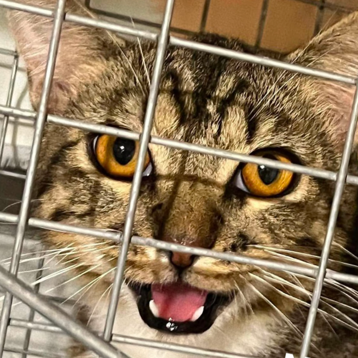 Meatball