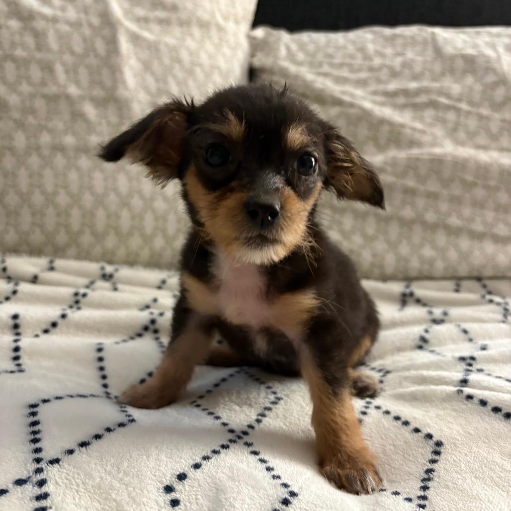 Millie 