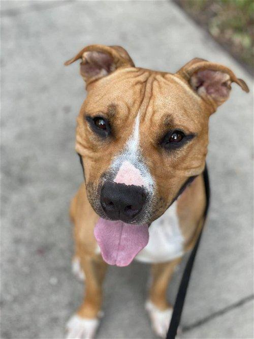 Adoptable Dogs & Puppies in Sarasota, FL