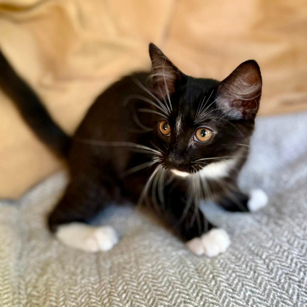 Sal Via