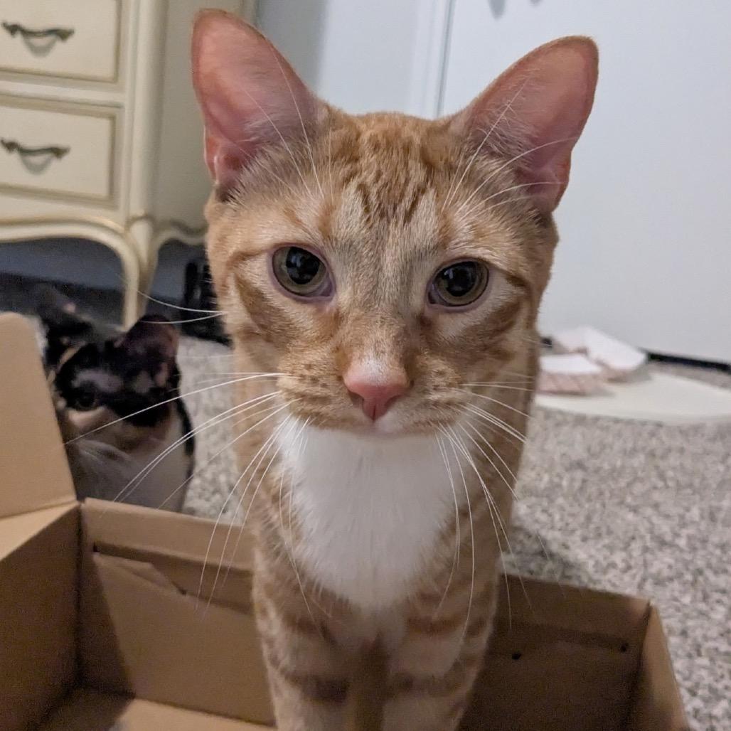 Creamsicle
