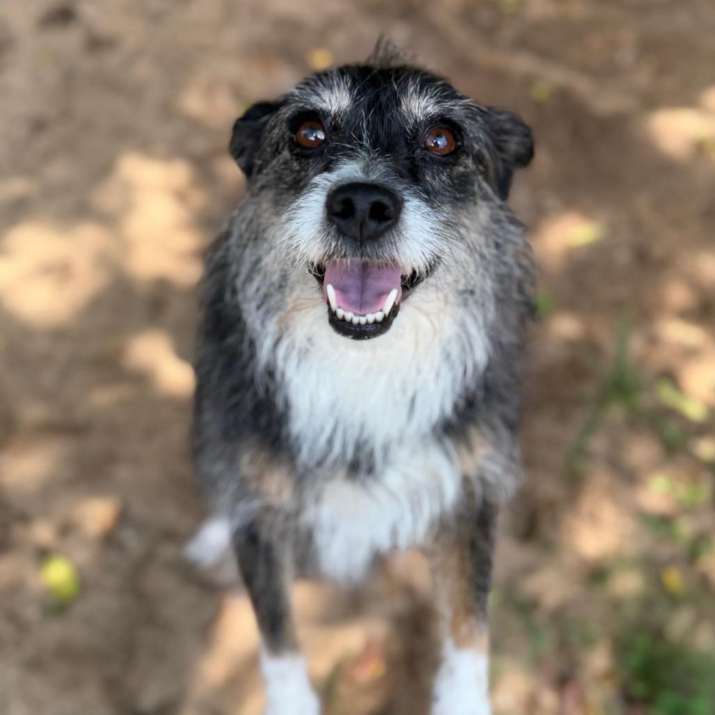 Stella 