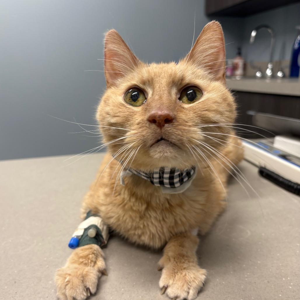 Thumper (Special Needs)