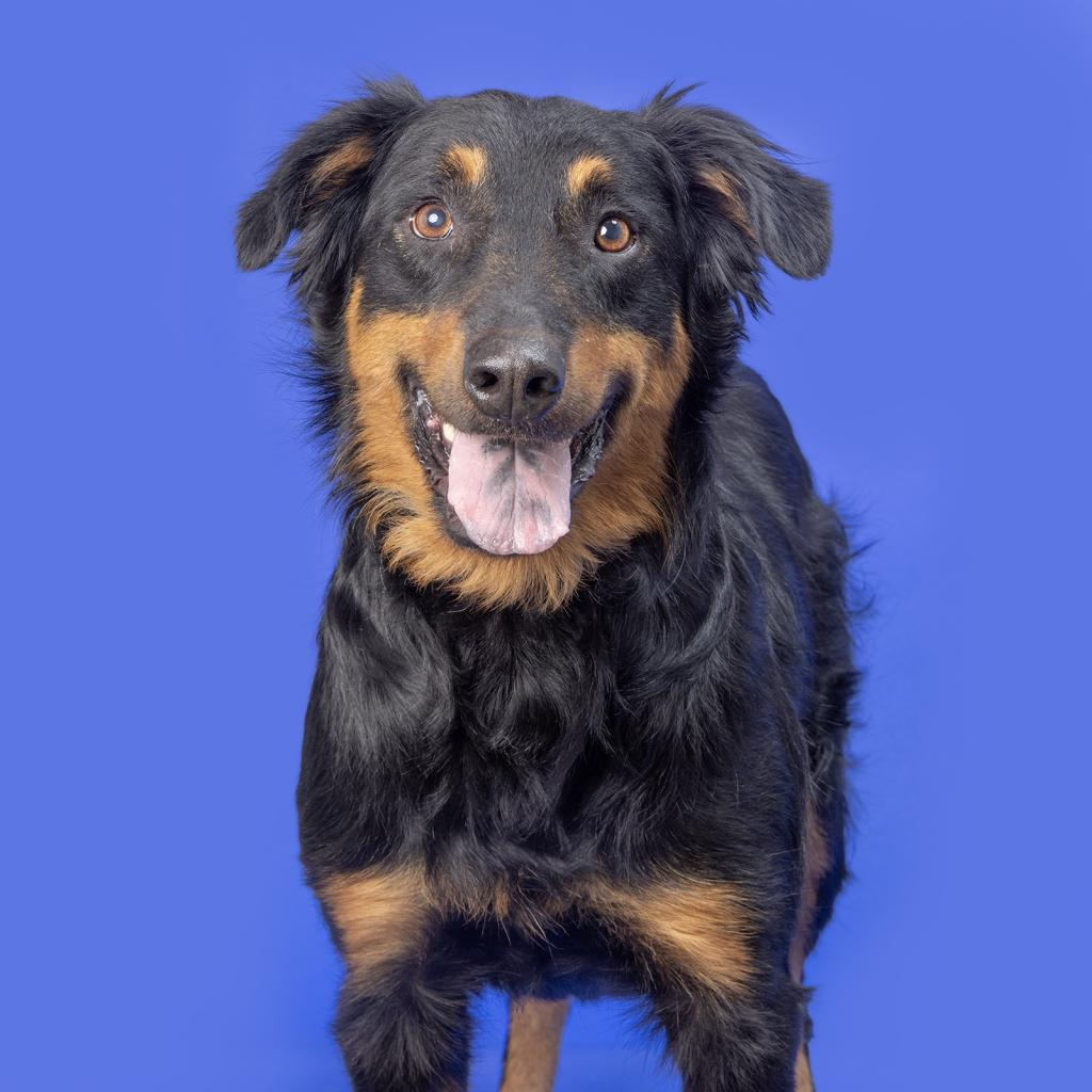 Bo