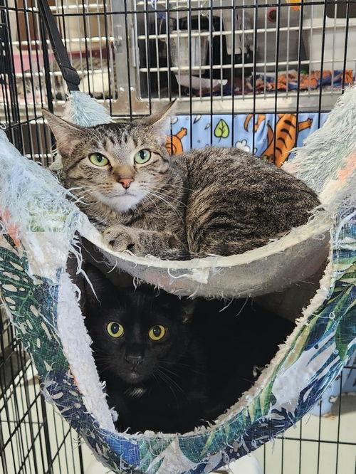 pierce & meryl (bonded pair)