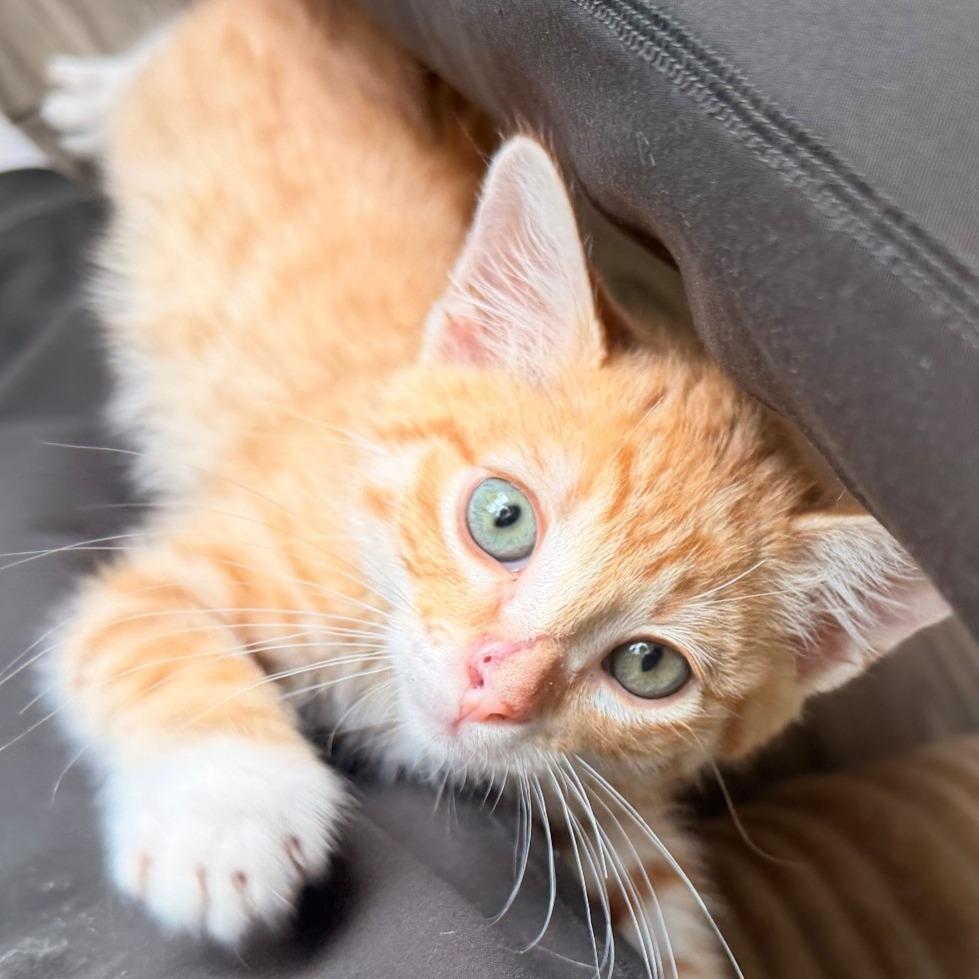 O'Malley