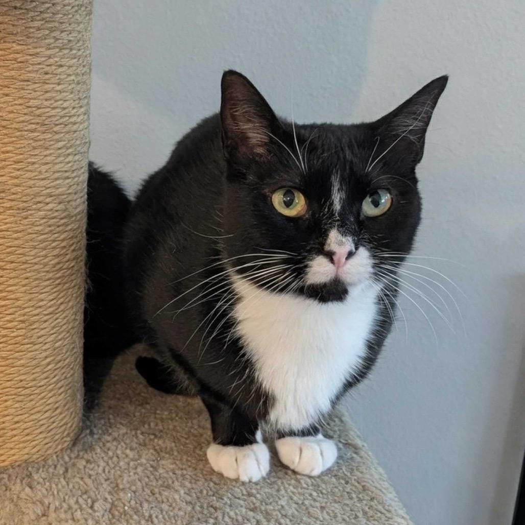 BONDED PAIR-Manicotti (and Ravioli)