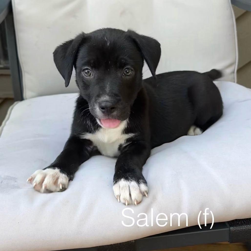 Salem