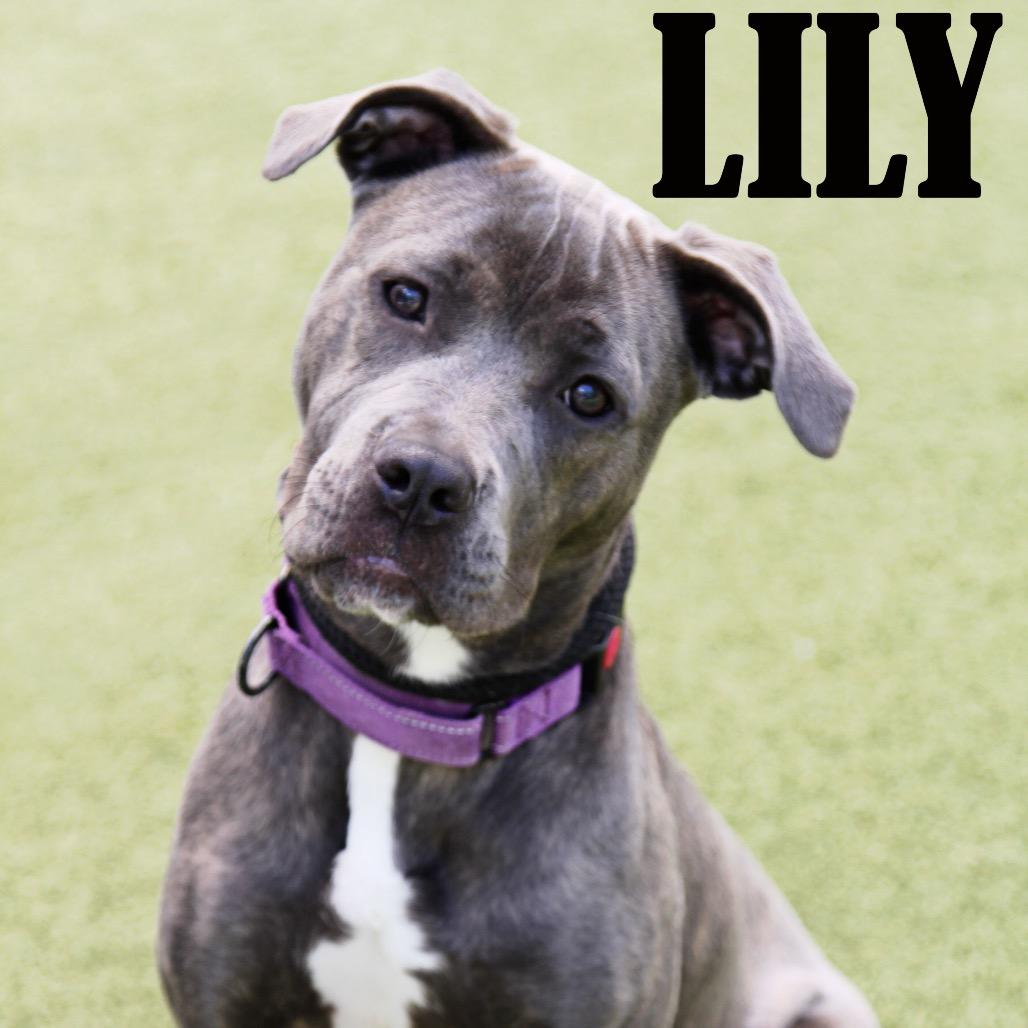 Lily