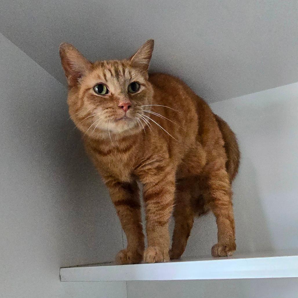 Mo