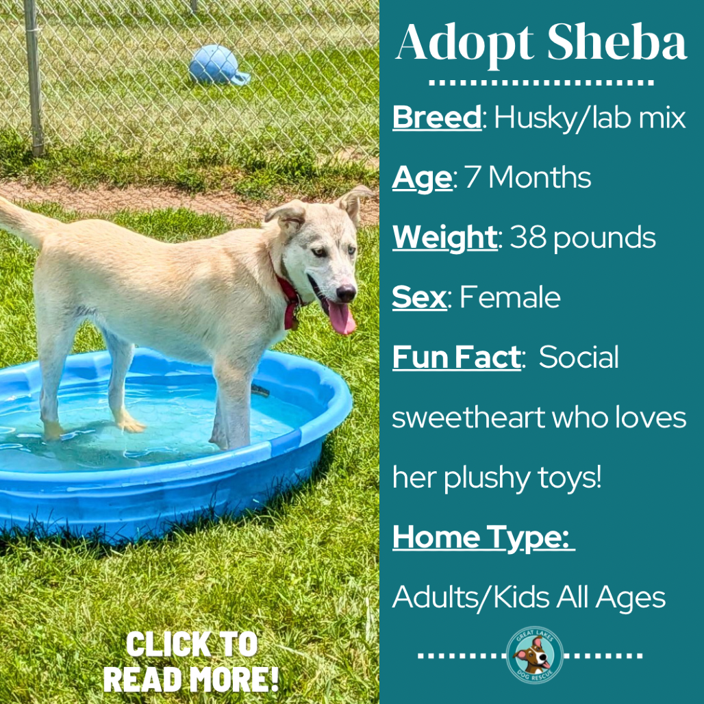 Sheba