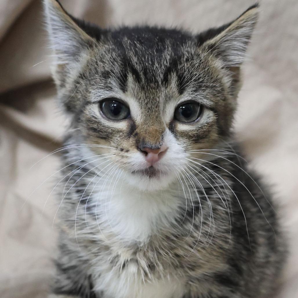 Purrcy